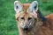 wolf.jpg