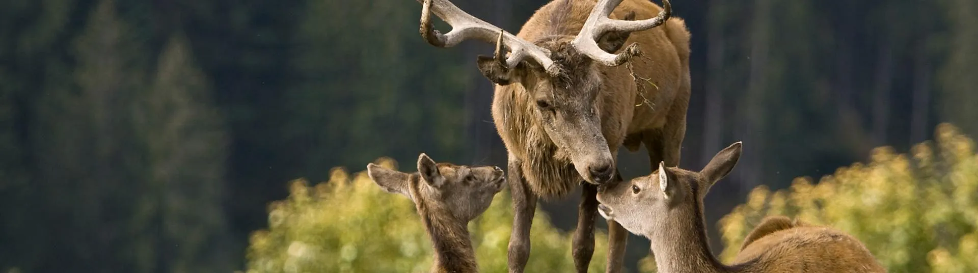 Glückliche Hirschfamilie