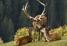 Wildtierpark-Aurach