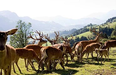 Auf der Hirschweide