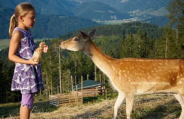 Kind füttert eine Hirschkuh
